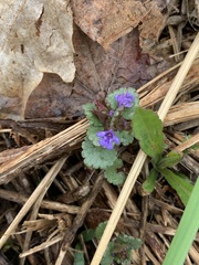 Glechoma hederacea