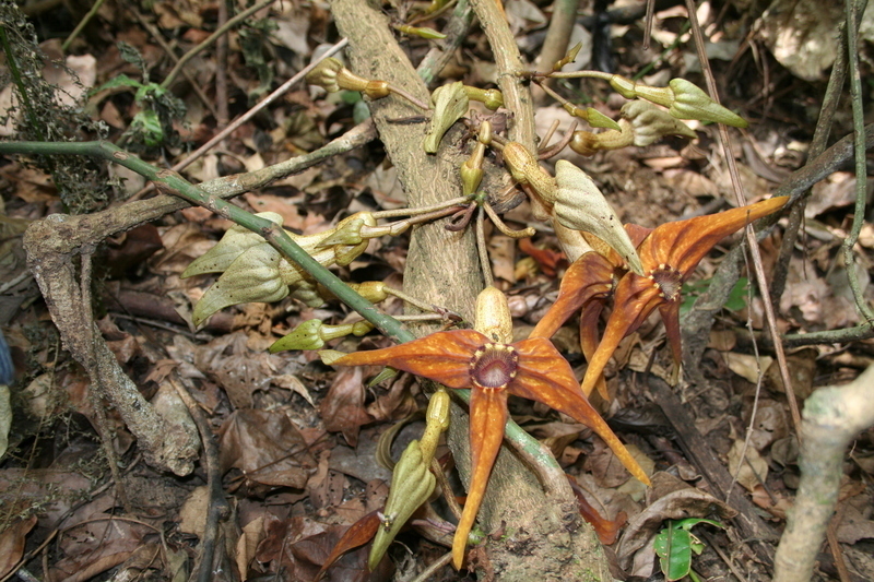 Aristolochia macrocarpa