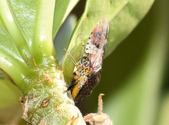 Homalodisca ichthyocephala