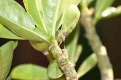 Homalodisca ichthyocephala