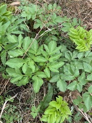 Angelica atropurpurea