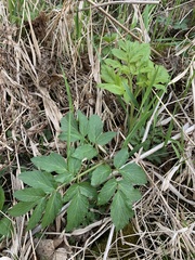 Angelica atropurpurea