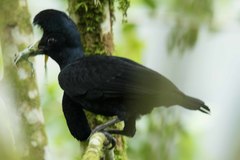 Cephalopterus penduliger