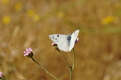 Tatochila mercedis mercedis
