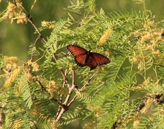 Limenitis archippus obsoleta
