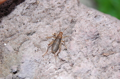 Ornebius kermadecensis