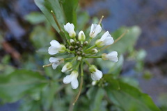 Cardamine breweri orbicularis