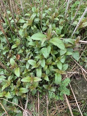 Monarda fistulosa