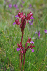 Anacamptis papilionacea papilionacea