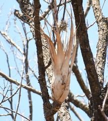 Tillandsia makoyana
