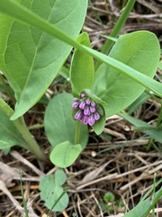 Mertensia virginica