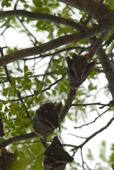 Epomophorus crypturus