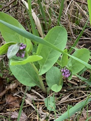 Mertensia virginica