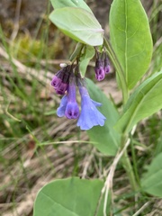 Mertensia virginica