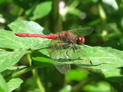 Sympetrum gilvum