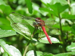 Sympetrum gilvum