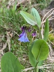Mertensia virginica