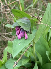 Mertensia virginica