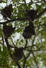 Epomophorus crypturus