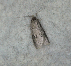 Semioscopis