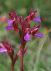 Anacamptis papilionacea papilionacea