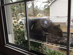 Sciurus carolinensis