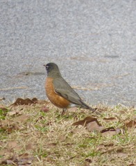 Turdus migratorius