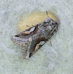 Stretchia plusiaeformis