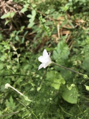 Nicotiana repanda