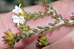 Euchaetis elsieae