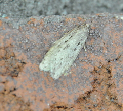 Semioscopis megamicrella