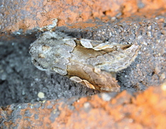 Stretchia plusiaeformis