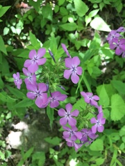 Phlox pilosa