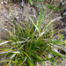 Shaved Sedge - Photo (c) Charlie Hohn, some rights reserved (CC BY), uploaded by Charlie Hohn