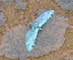 Eupithecia ravocostaliata