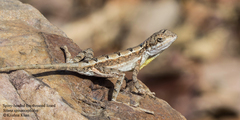 Spiny-Headed Fan-Throated Lizard photo 3