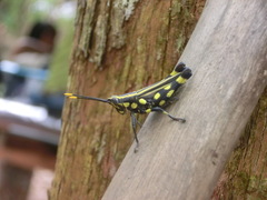 Rhopsotettix consummatus