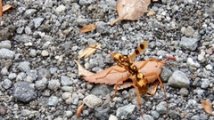 Sphictostethus gravesii