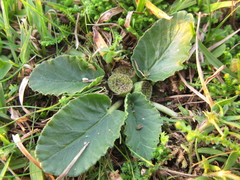 Dorstenia brasiliensis