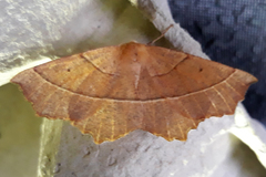 Gerinia honoraria