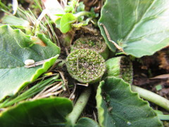 Dorstenia brasiliensis