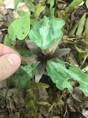 Trillium reliquum