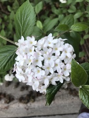Viburnum × burkwoodii