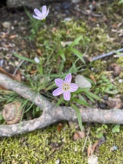 Claytonia virginica