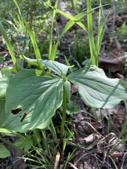Trillium flexipes