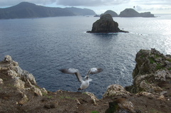 Sula dactylatra tasmani