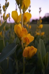 Baptisia sphaerocarpa