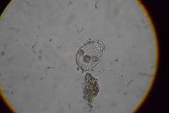 Euglypha strigosa