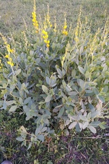Baptisia sphaerocarpa