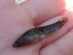 Etheostoma crossopterum